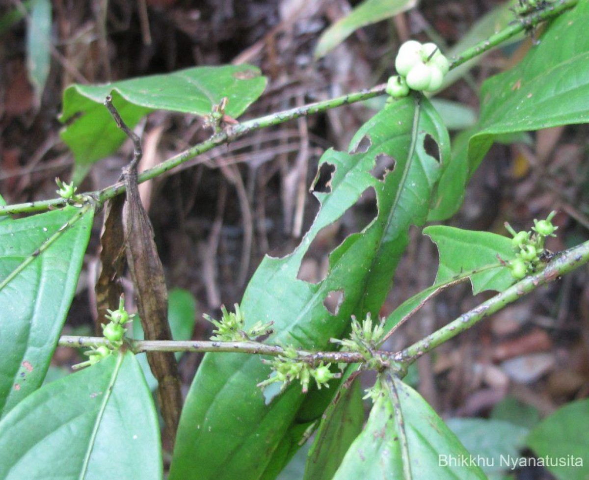 Glochidion stellatum (Retz.) Bedd. Retz.